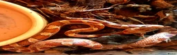 Corn Snake reptiles for sale: Cornsnakes forsale males females 2025 hatchlings  - Advert 9