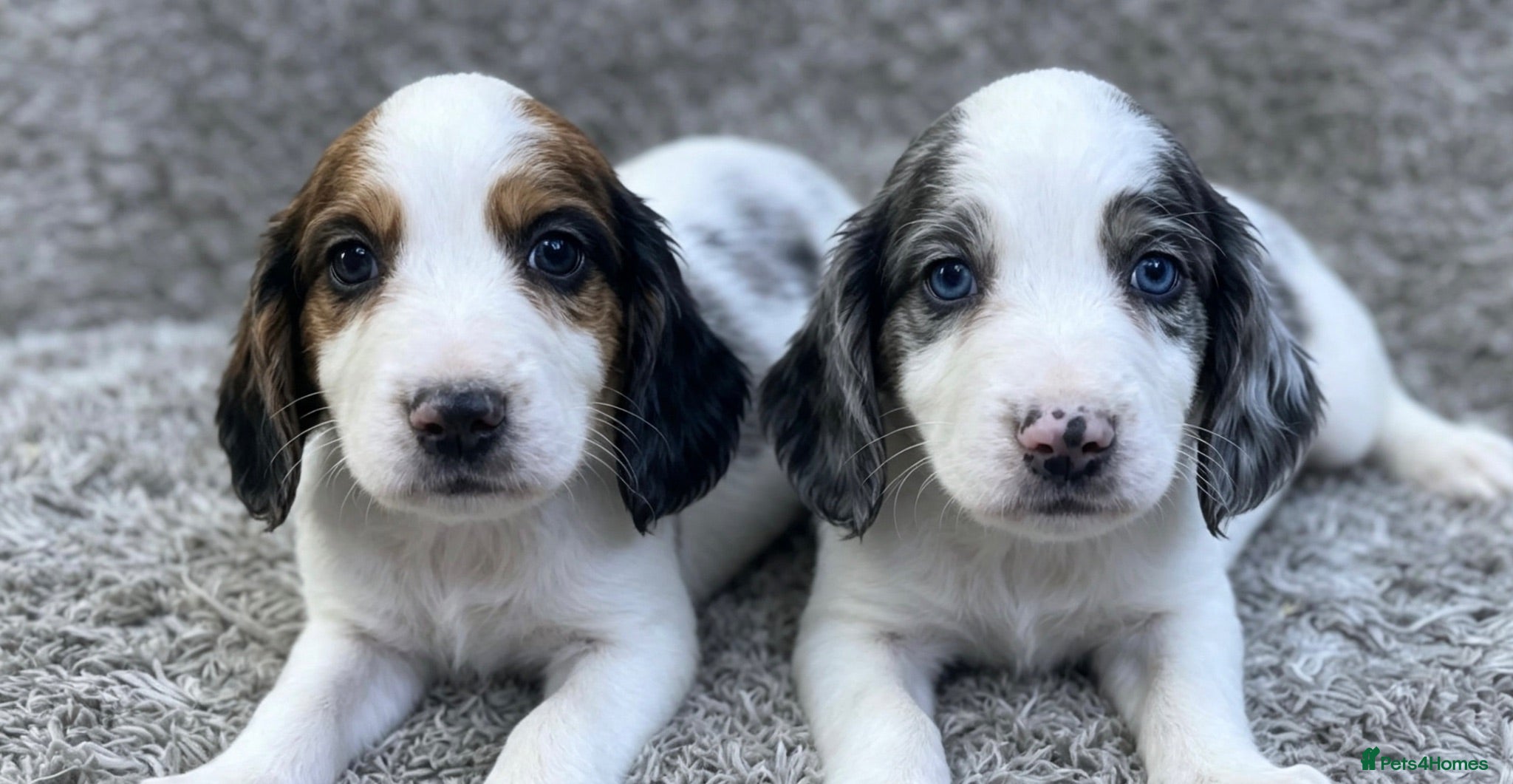 Cocker Spaniel dogs Cocker spaniel puppies - Advert 3