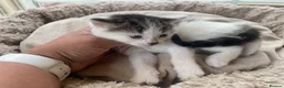 British Longhair cats for sale: Rear longhair male calico cat in Rochester - Advert 9