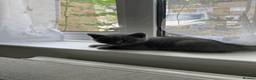British Shorthair cats for sale: British Shorthair Blue Kittens – (2 boys, 2 girls) - Advert 8
