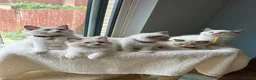 Ragdoll cats for sale:  TICA Quality Beautiful ragdoll kittens 😻🌟 - Advert 3