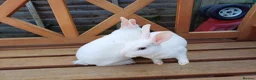 Rex rabbits for sale: Beautiful blue eyed mini rex looking for new home in Kidderminster - Advert 15