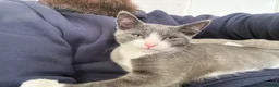 British Shorthair cats for sale: Oliver - Gorgeous Grey and White Male for sale  - Advert 5