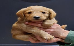 Labradoodle dogs for sale: Gorgeous Miniature Labradoodles - Advert 3