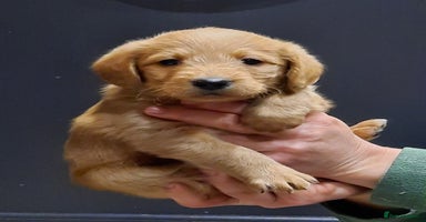 Labradoodle dogs Gorgeous Miniature Labradoodles - Advert 4