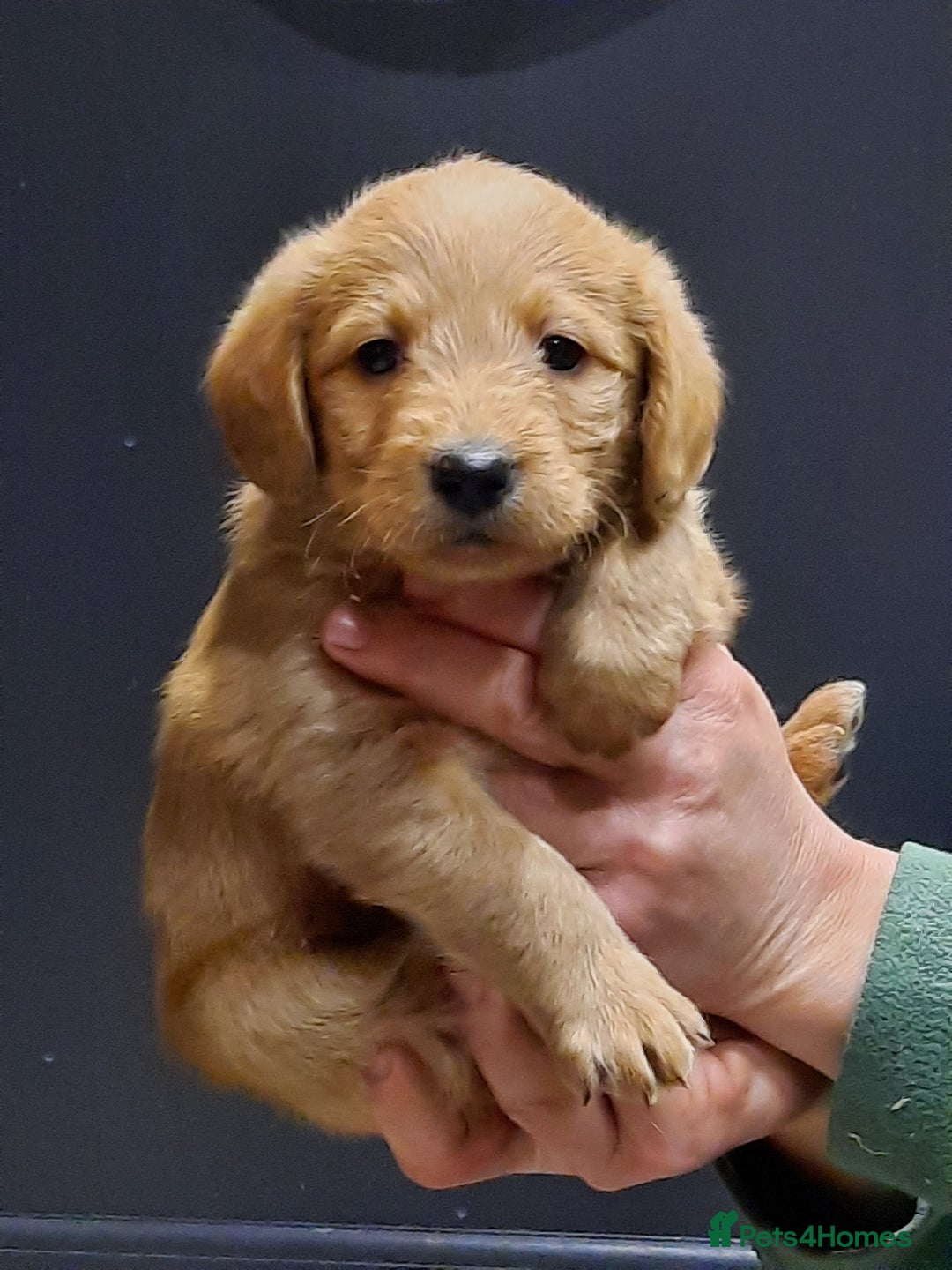 Labradoodle dogs for sale: Gorgeous Miniature Labradoodles - Advert 3