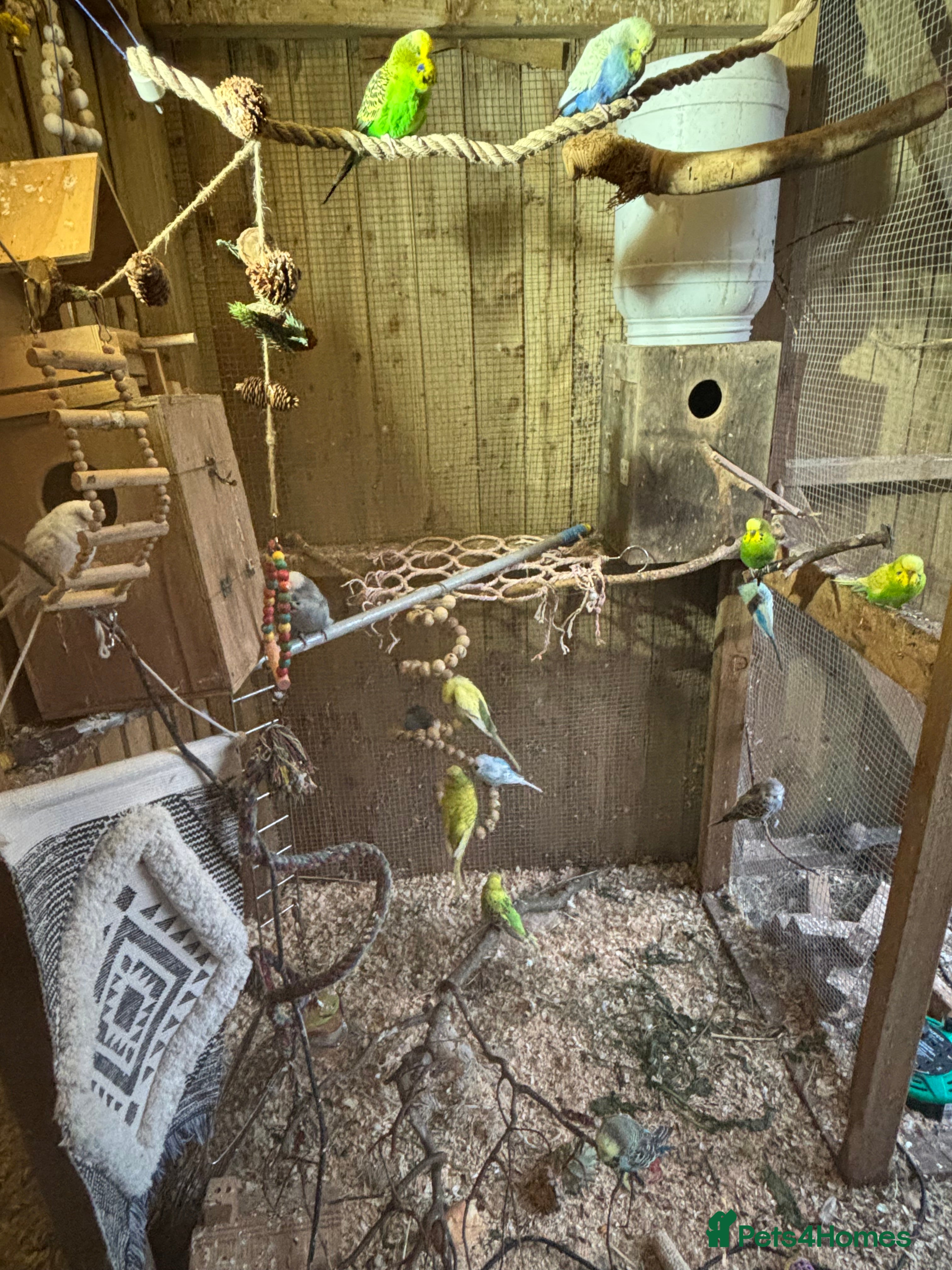 Budgerigars birds Budgies - Advert 2