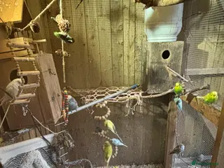 Budgerigars birds Budgies - Advert 2