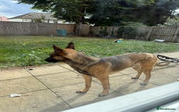 Belgian Shepherd Dog dogs for sale: Nicki - Image 5
