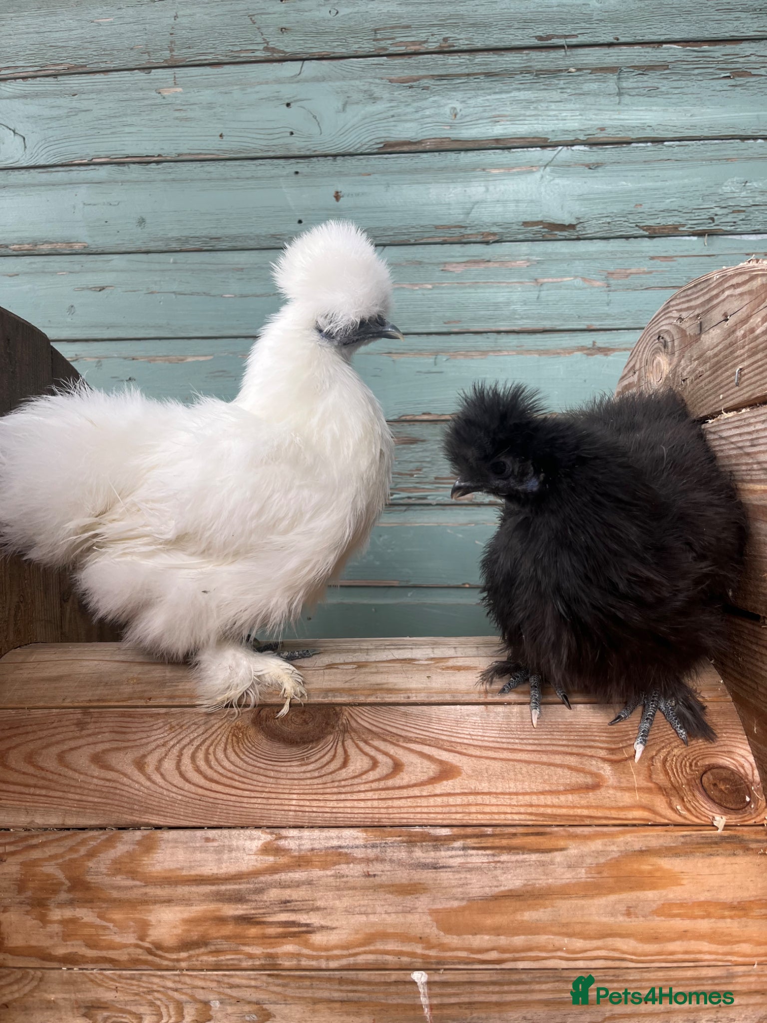 Chickens poultry Pure Breed Chickens  - Advert 17