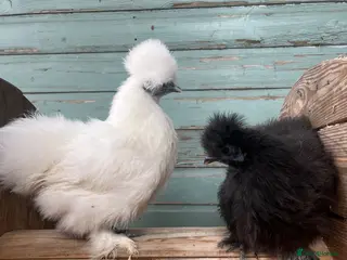 Chickens poultry Pure Breed Chickens - Advert 17