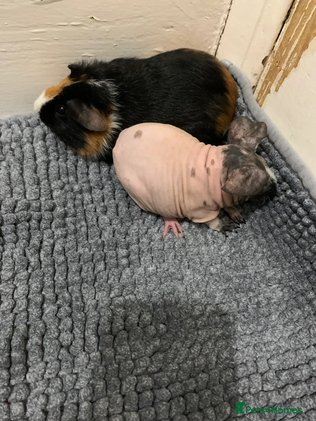 Guinea Pig rodents for sale: Skinny Pigs and Skinny Carriers - Advert 15