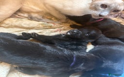 Mixed Breed dogs for sale: Beautiful Labrador x shepherd puppies - Image 10