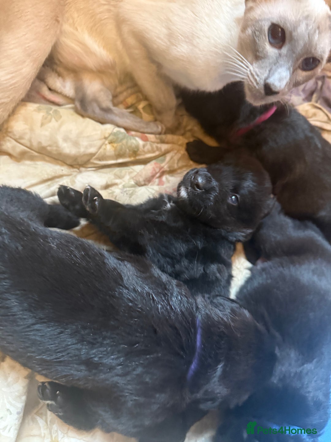 Mixed Breed dogs for sale: Beautiful Labrador x shepherd puppies - Image 10