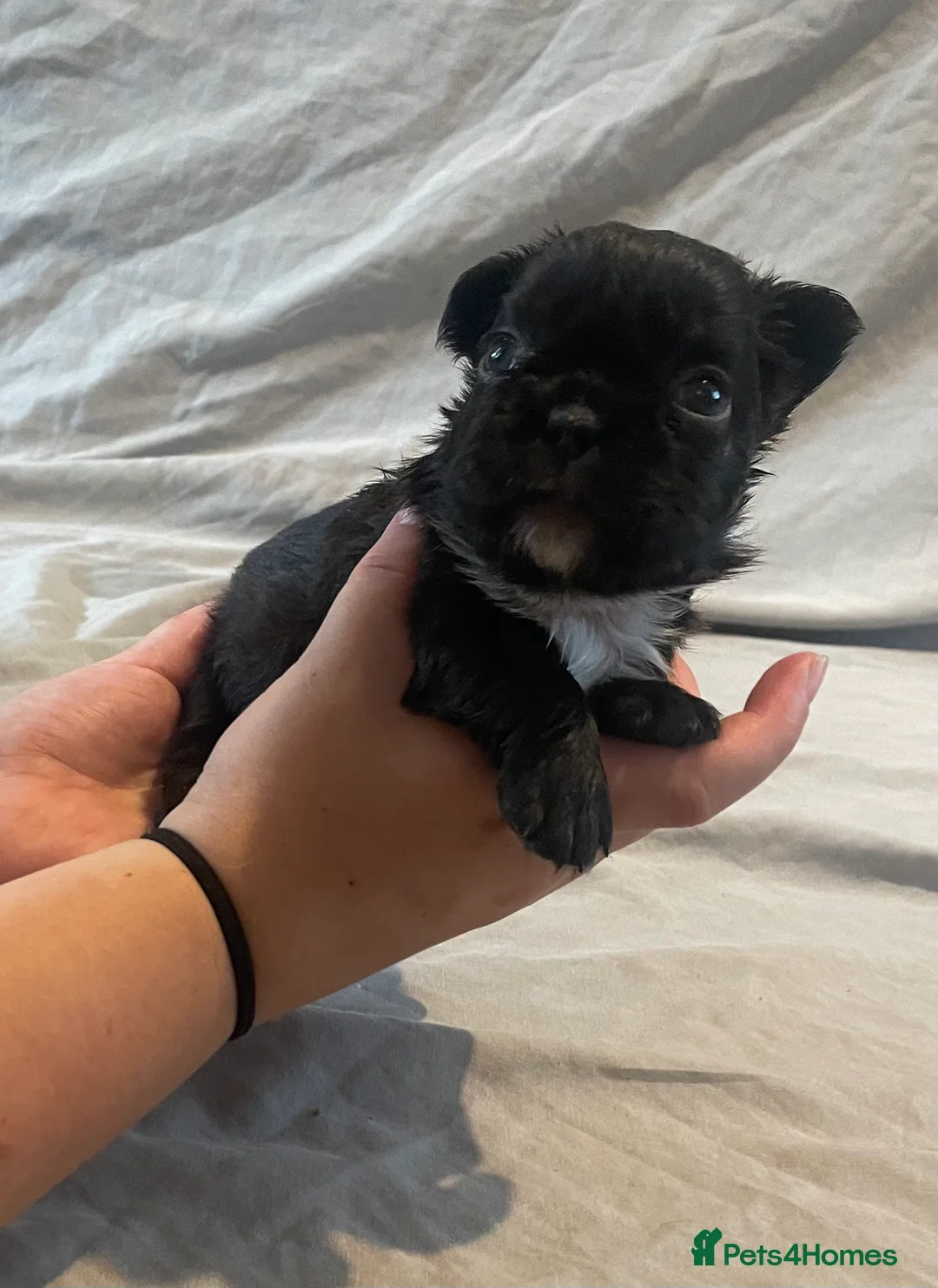 French Bulldog dogs for sale: Fluffy frenchie puppies - Advert 2
