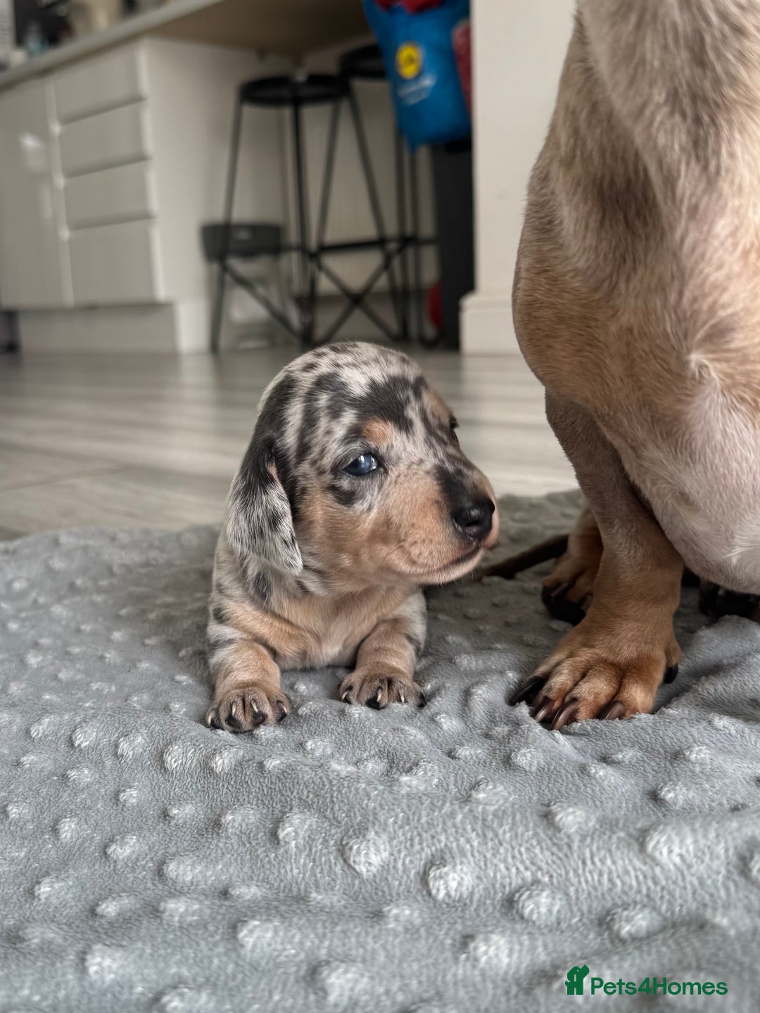 Miniature Dachshund dogs for sale: KC Registered Gorgeous Silver & Tan Dapple Girl  - Image 6