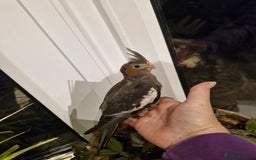 Cockatiels birds for sale: Baby cockatiels  - Image 6