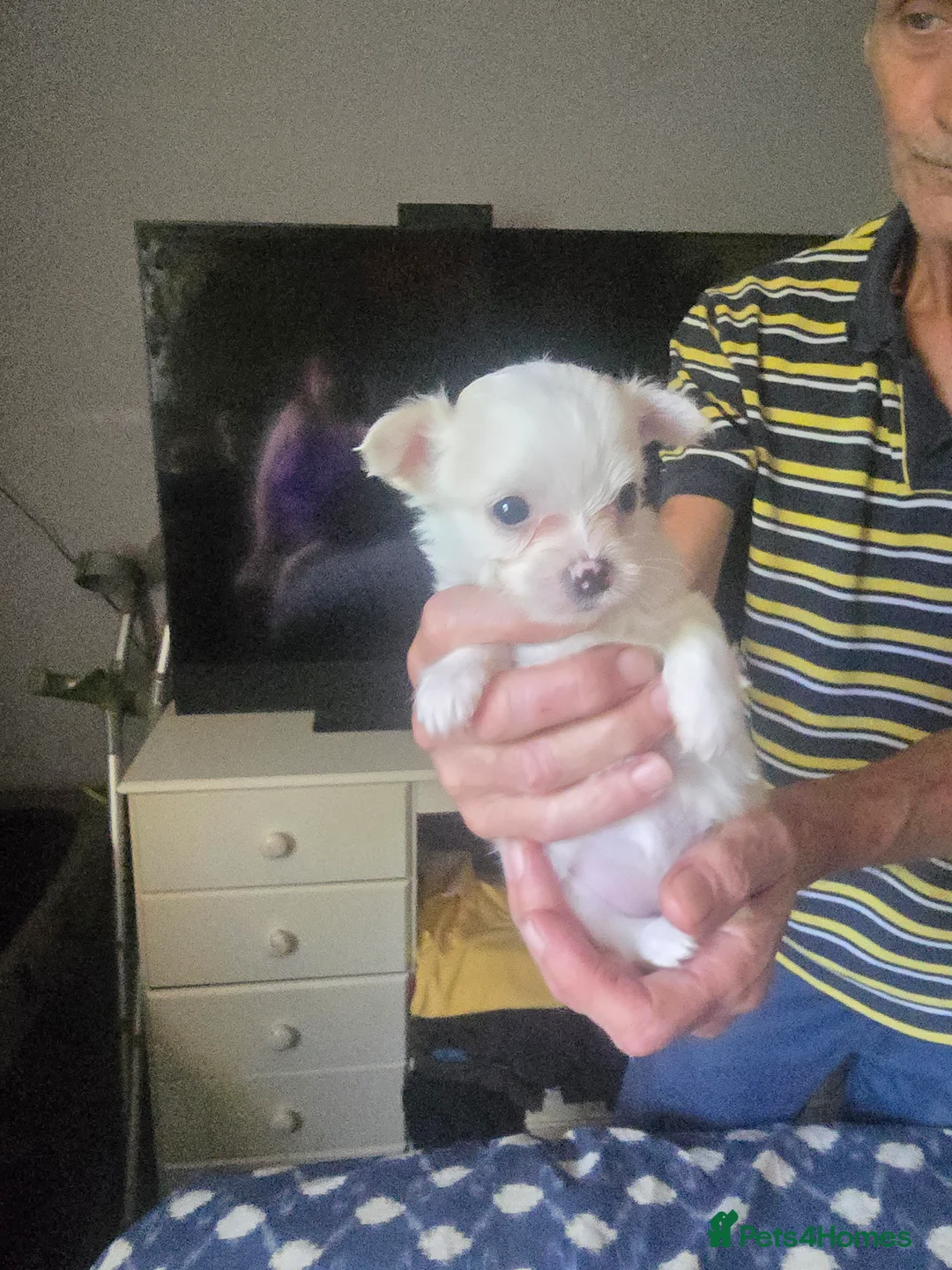 Mixed Breed dogs for sale: Malchi in Tipton - Advert 7
