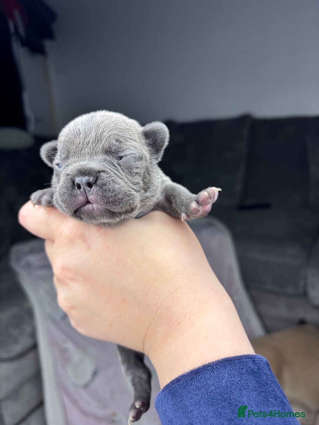 Mixed Breed dogs for sale: Dual pregnancy  - Advert 9