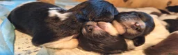 English Springer Spaniel dogs for sale: KC Working Springer Spaniel Puppies Great Pedigree - Advert 7