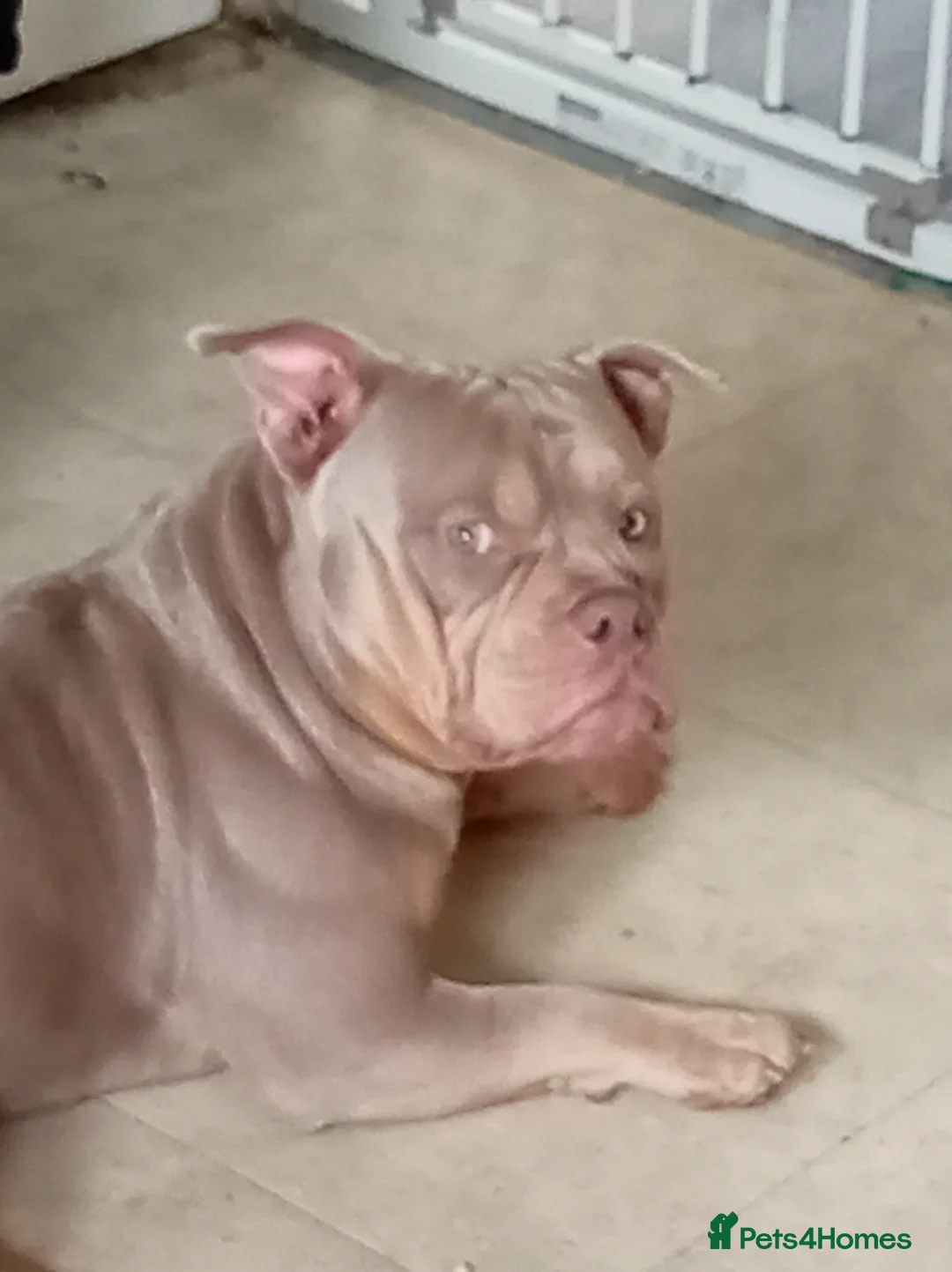 American Bully dogs for sale: Miniature bully  in Mansfield - Advert 3