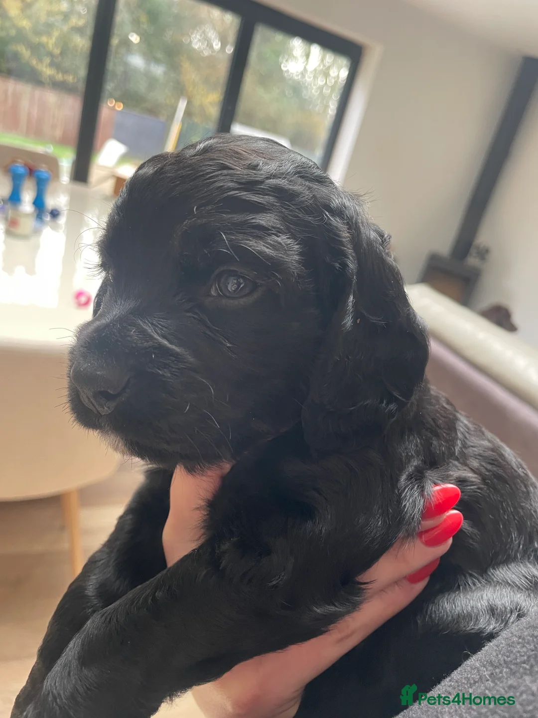 Cocker Spaniel dogs for sale: Working cocker spaniel puppies - Advert 5