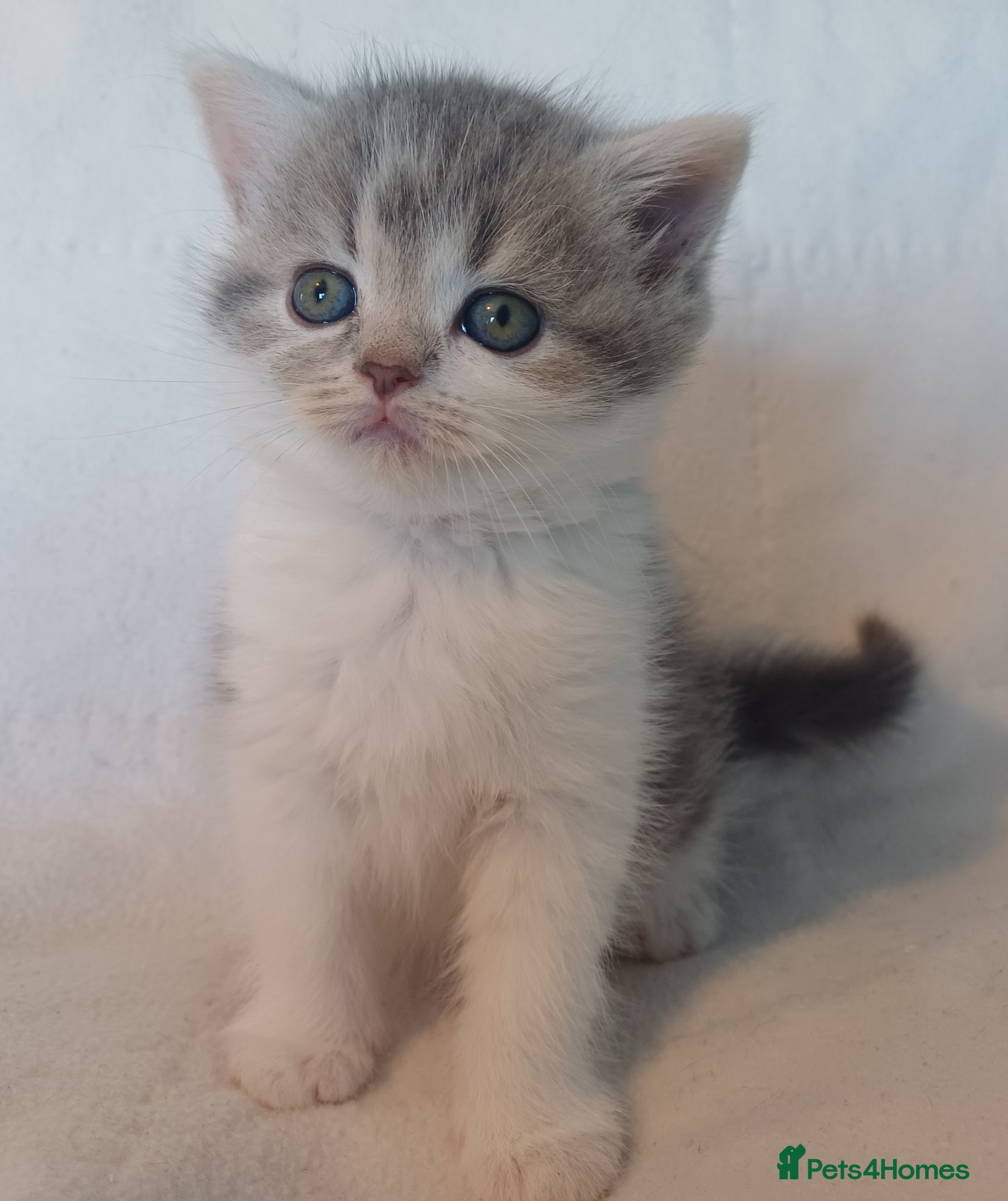 British Shorthair cats for sale: Gorgeous Brittish Shorthair 🐱 - Advert 28