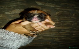 Boxer dogs for sale: Health Tested COI 1.5% KC Registered - Image 17