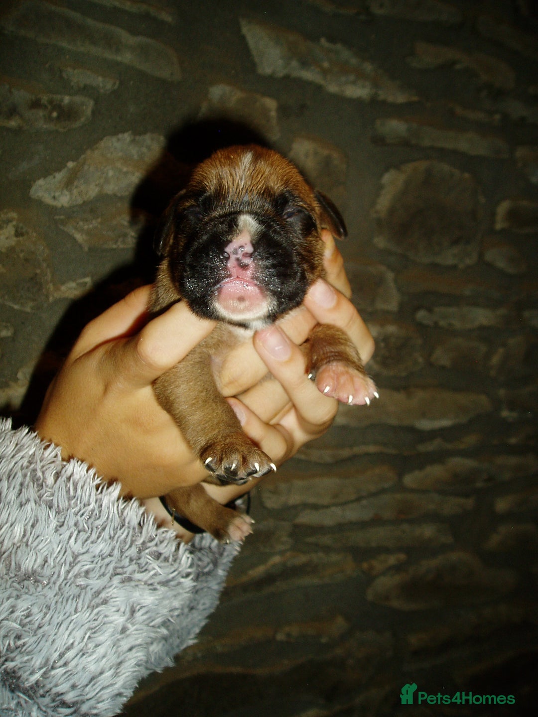 Boxer dogs for sale: Health Tested COI 1.5% KC Registered - Image 17