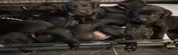 Labrador Retriever dogs for sale: Labrador puppies  - Advert 2