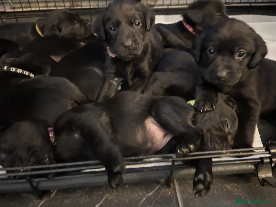 Labrador Retriever dogs for sale: Labrador puppies  - Advert 2