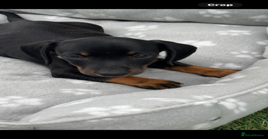 Dachshund dogs - Advert 6