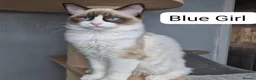 Ragdoll cats for sale: 💕 ONLY 2 BEAUTIFUL RAGDOLL GIRLS LEFT  - Advert 2
