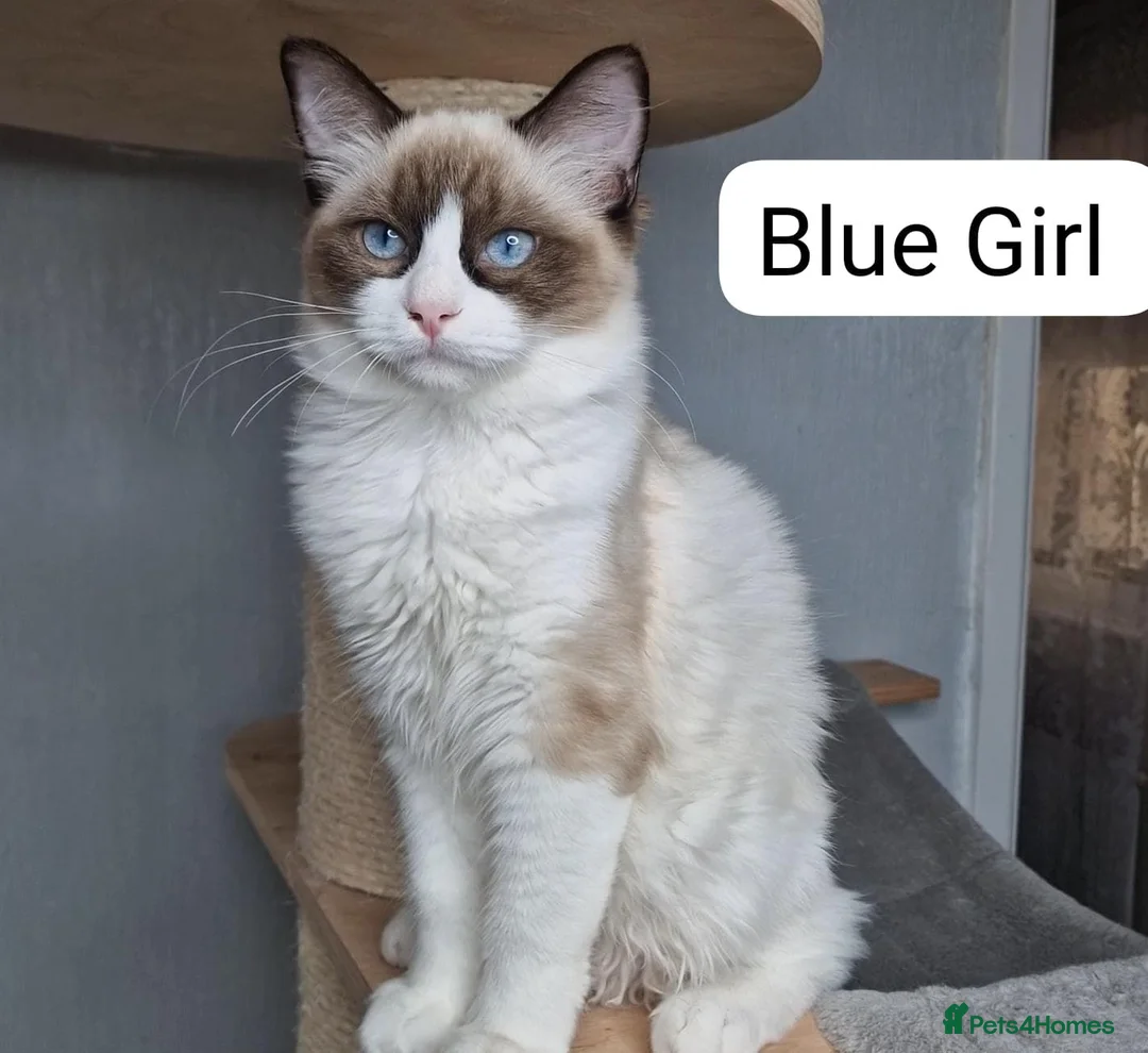 Ragdoll cats for sale: 💕 ONLY 2 BEAUTIFUL RAGDOLL GIRLS LEFT  - Advert 2