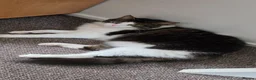 Mixed Breed cats for sale: Beautiful Long-Haired Male Cat in Haverhill - Advert 23