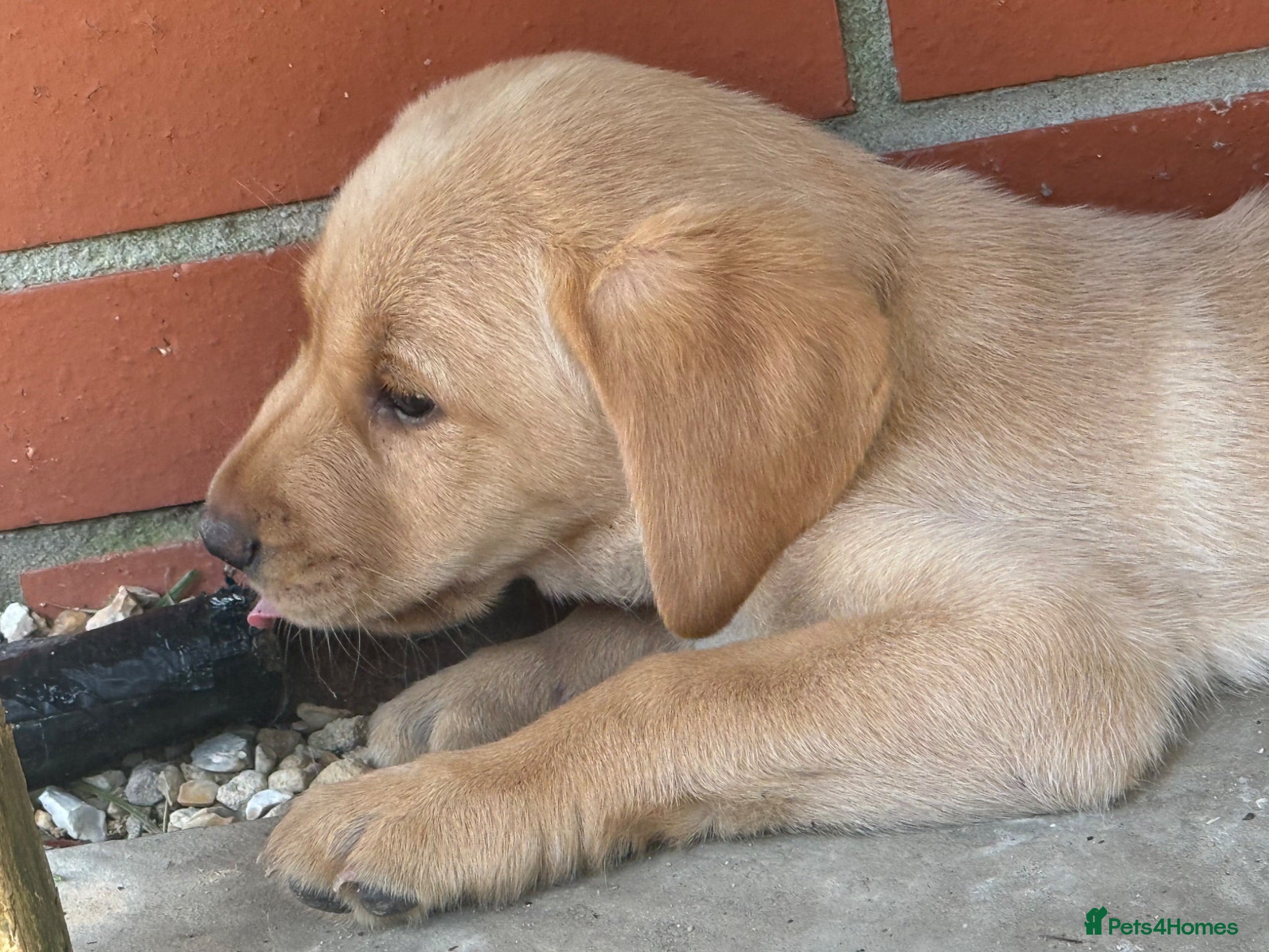 Labrador Retriever dogs K.C.Reg Superb Labrador Puppies - Advert 2
