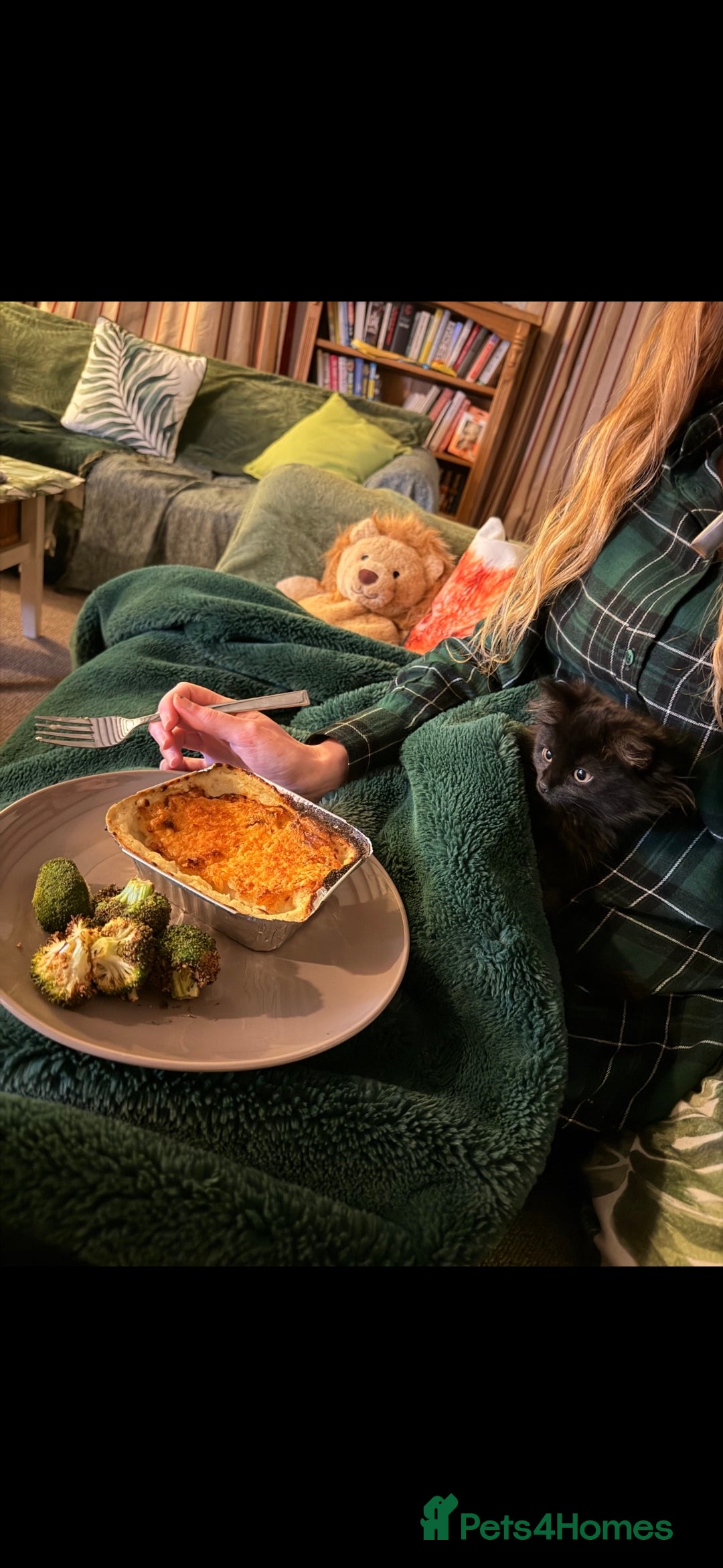 British Longhair cats for sale: Sweet 11 week old kitten 🐈‍⬛️ - Advert 3