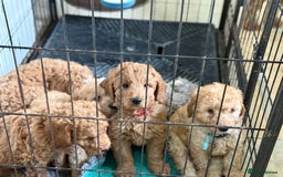 Australian Labradoodle dogs for sale: 5* Health tested Australian labradoodles  - Image 13