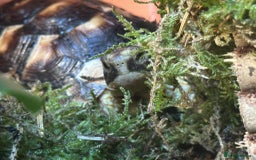 Tortoise reptiles for sale: Kiki the marginated tortoise - Image 1