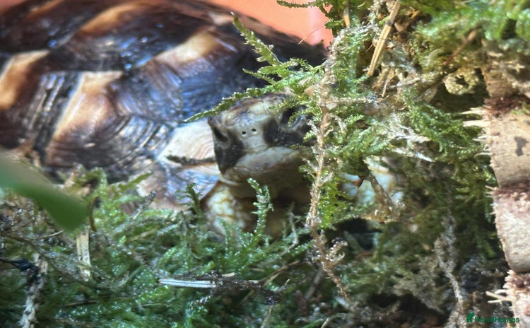 Tortoise reptiles - Advert 1