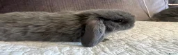 Mini Lop rabbits for sale: Mixed mini lops - Advert 7