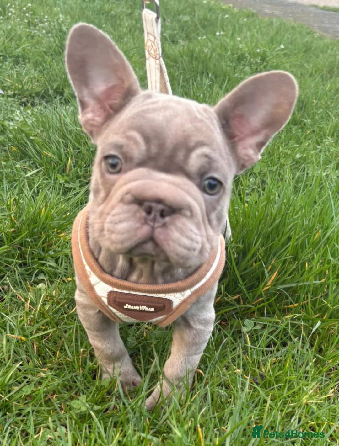 French Bulldog dogs for sale: French bulldogs  - Advert 1