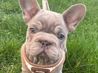 French Bulldog dogs French bulldogs - Advert 15