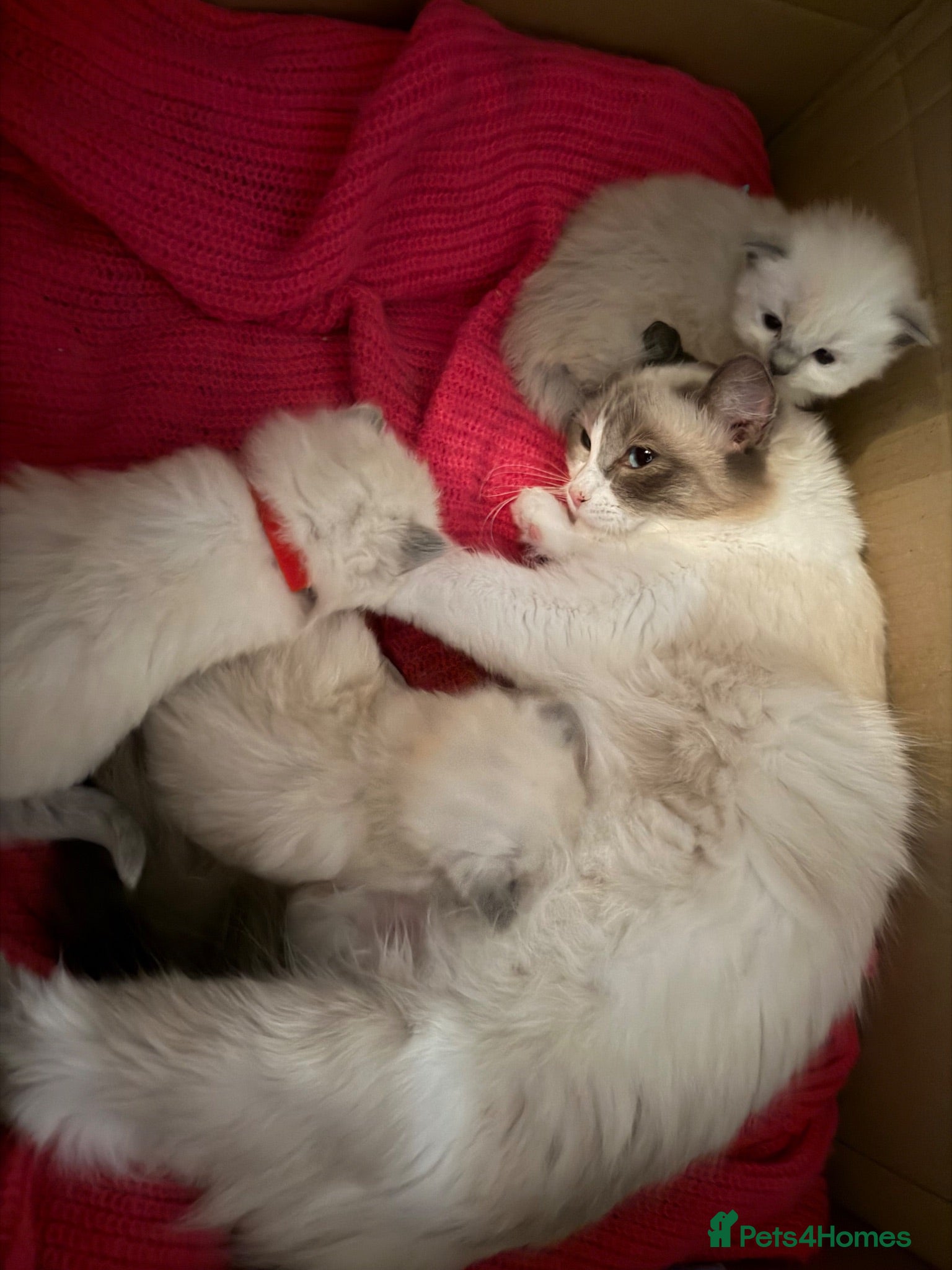Ragdoll cats Pure ragdoll kittens  - Advert 1