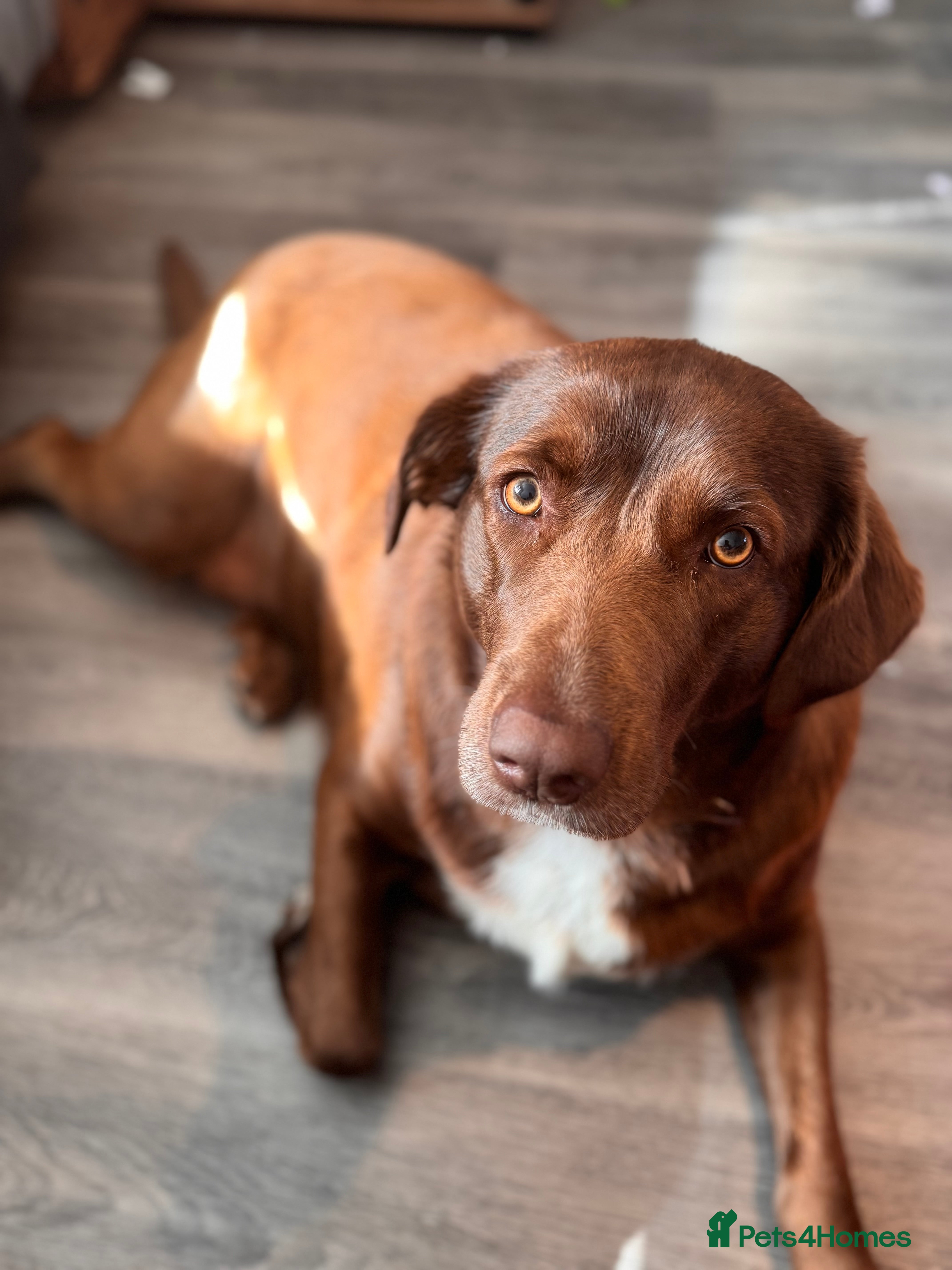 Mixed Breed dogs Female chocolate collidor (Lab x Rough collie) - Advert 1
