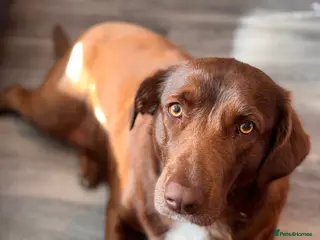 Mixed Breed dogs Female chocolate collidor (Lab x Rough collie) - Advert 1