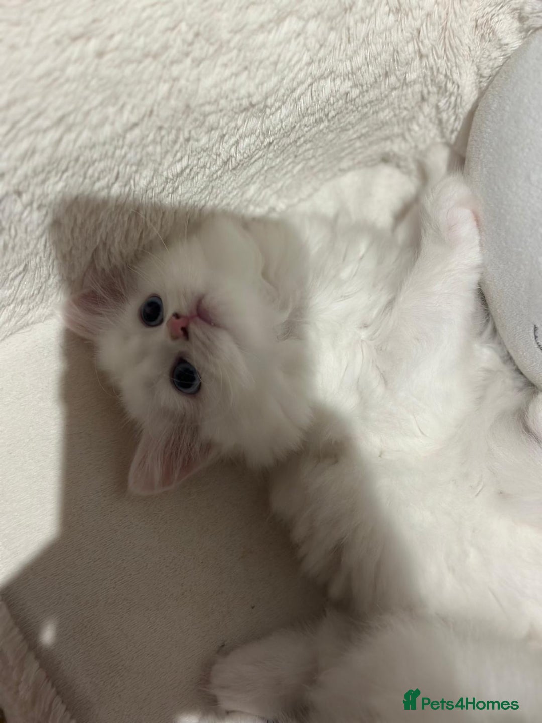 Mixed Breed cats for sale: 4 beautiful kitten - Image 2