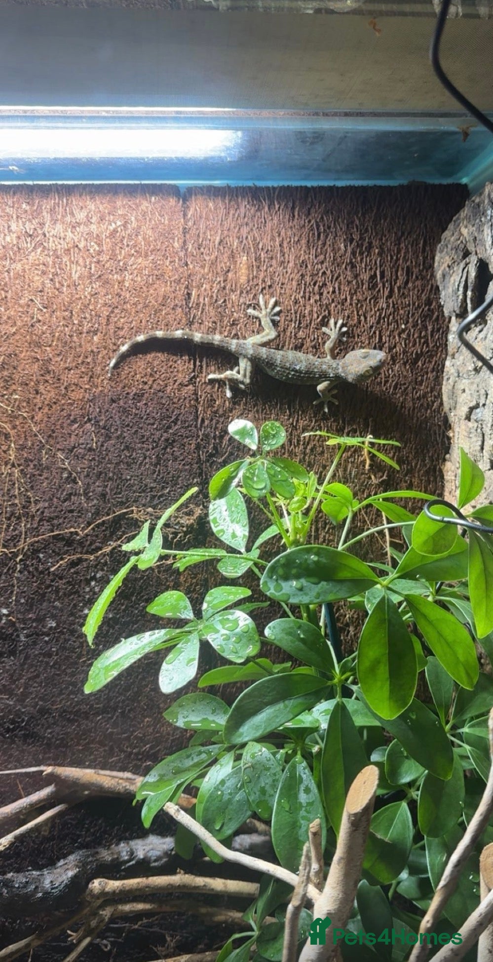 Gecko reptiles Malaysian Tokay gecko - Advert 5