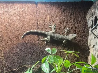 Gecko reptiles Malaysian Tokay gecko - Advert 1