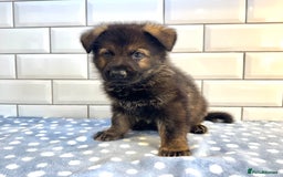 German Shepherd dogs for sale: KC Registered German Shepard Babies 🐾🐾🐾 - Image 15